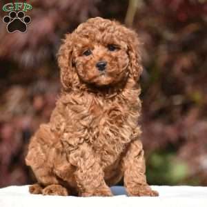 Tyler, Miniature Poodle Puppy